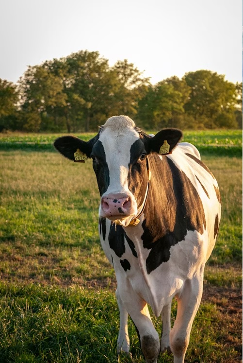 About Hink Animal Pharma