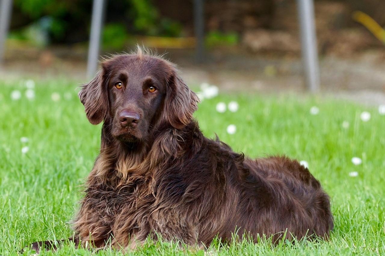 Hink Animal Pharma Care